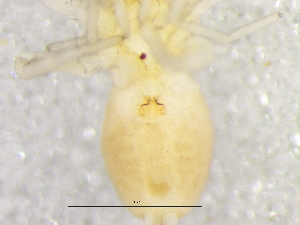  ( - Leca_NMBA_19576_F)  @11 [ ] Creative Commons  Attribution Share-Alike (by-sa) (2024) Charles Haddad University of the Free State