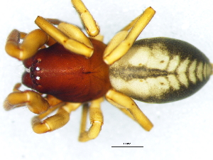  ( - Afaf_NMBA_19700_F)  @11 [ ] Creative Commons  Attribution Share-Alike (by-sa) (2025) Charles Haddad University of the Free State