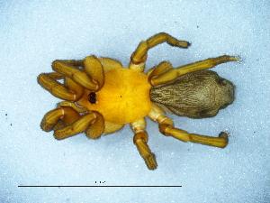  ( - Caha_NMBA_19652_F)  @11 [ ] Creative Commons  Attribution Share-Alike (by-sa) (2025) Charles Haddad University of the Free State