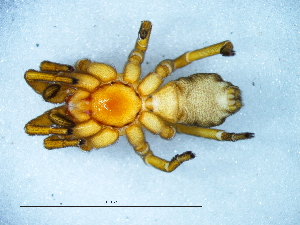  ( - Caha_NMBA_19652_F)  @11 [ ] Creative Commons  Attribution Share-Alike (by-sa) (2025) Charles Haddad University of the Free State