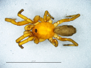  ( - Caha_NMBA_19652_M)  @11 [ ] Creative Commons  Attribution Share-Alike (by-sa) (2025) Charles Haddad University of the Free State