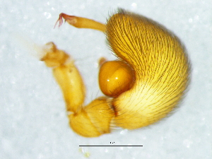  ( - Caha_NMBA_19652_M)  @11 [ ] Creative Commons  Attribution Share-Alike (by-sa) (2025) Charles Haddad University of the Free State