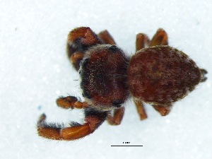  ( - Rhli_NMBA_19693_M)  @11 [ ] Creative Commons  Attribution Share-Alike (by-sa) (2025) Charles Haddad University of the Free State