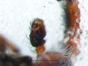  ( - Rhli_NMBA_19693_M)  @11 [ ] Creative Commons  Attribution Share-Alike (by-sa) (2025) Charles Haddad University of the Free State