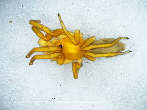  (Caponia spiralifera - Casp_NMBA_19703_M)  @11 [ ] Creative Commons  Attribution Share-Alike (by-sa) (2025) Charles Haddad University of the Free State