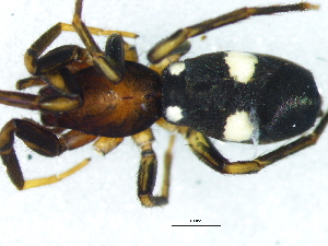  ( - Ibbi_NMBA_19708_F)  @11 [ ] Creative Commons  Attribution Share-Alike (by-sa) (2025) Charles Haddad University of the Free State