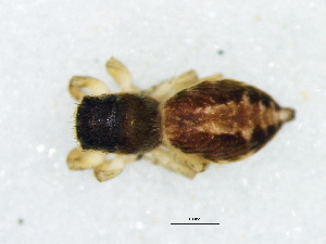  (Helafricanus proszynskii - Hepr_NMBA_19727_F)  @11 [ ] Creative Commons  Attribution Share-Alike (by-sa) (2025) Charles Haddad University of the Free State