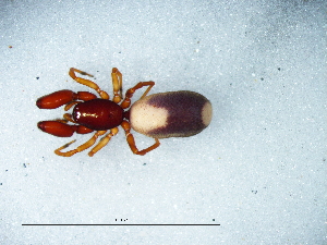  ( - Dipl_NMBA_19717_F)  @11 [ ] Creative Commons  Attribution Share-Alike (by-sa) (2025) Charles Haddad University of the Free State