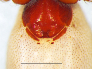  ( - Dipl_NMBA_19717_F)  @11 [ ] Creative Commons  Attribution Share-Alike (by-sa) (2025) Charles Haddad University of the Free State