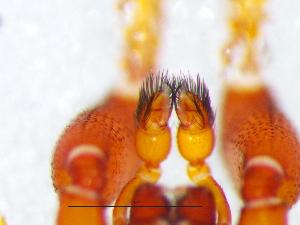  ( - Dipl_NMBA_19717_M)  @11 [ ] Creative Commons  Attribution Share-Alike (by-sa) (2025) Charles Haddad University of the Free State