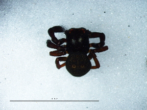  (Stiphropus affinis - Staf_NMBA_19724_F)  @11 [ ] Creative Commons  Attribution Share-Alike (by-sa) (2025) Charles Haddad University of the Free State