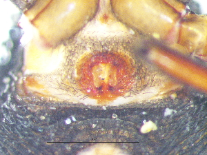  ( - Staf_NMBA_19724_F)  @11 [ ] Creative Commons  Attribution Share-Alike (by-sa) (2025) Charles Haddad University of the Free State