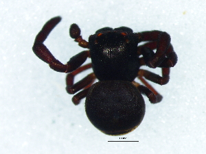  ( - Staf_NMBA_19724_M)  @11 [ ] Creative Commons  Attribution Share-Alike (by-sa) (2025) Charles Haddad University of the Free State