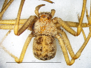  ( - Heha_NMBA_19742_F)  @11 [ ] Creative Commons  Attribution Share-Alike (by-sa) (2025) Charles Haddad University of the Free State