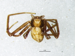  ( - Phsp_NMBA_19762_M)  @11 [ ] Creative Commons  Attribution Share-Alike (by-sa) (2025) Charles Haddad University of the Free State