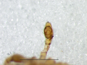  ( - Phsp_NMBA_19762_M)  @11 [ ] Creative Commons  Attribution Share-Alike (by-sa) (2025) Charles Haddad University of the Free State