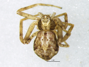  ( - Phsp_NMBA_19762_F)  @11 [ ] Creative Commons  Attribution Share-Alike (by-sa) (2025) Charles Haddad University of the Free State