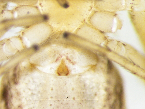  ( - Phsp_NMBA_19762_F)  @11 [ ] Creative Commons  Attribution Share-Alike (by-sa) (2025) Charles Haddad University of the Free State