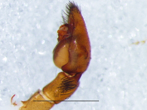  ( - Rhtr_NCA_2025_24_M)  @11 [ ] Creative Commons  Attribution Share-Alike (by-sa) (2025) Charles Haddad University of the Free State