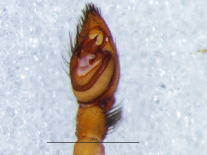  ( - Rhtr_NCA_2025_24_M)  @11 [ ] Creative Commons  Attribution Share-Alike (by-sa) (2025) Charles Haddad University of the Free State