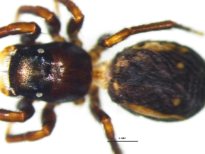  (Heliocapensis termitophagus - Hete_NCA_2025_14_F)  @11 [ ] Creative Commons  Attribution Share-Alike (by-sa) (2025) Charles Haddad University of the Free State