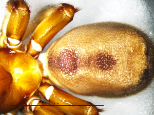  (Stasimopidae - Stbi_NCA_2025_17_F)  @11 [ ] Creative Commons  Attribution Share-Alike (by-sa) (2025) Charles Haddad University of the Free State