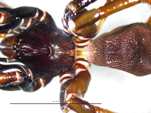  (Stasimopus oculatus - Stoc_NCA_2025_19_M)  @11 [ ] Creative Commons  Attribution Share-Alike (by-sa) (2025) Charles Haddad University of the Free State