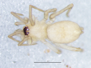  ( - Lemu_NCA_2025_27_F)  @11 [ ] Creative Commons  Attribution Share-Alike (by-sa) (2025) Charles Haddad University of the Free State