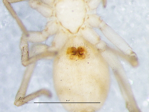  ( - Lemu_NCA_2025_27_F)  @11 [ ] Creative Commons  Attribution Share-Alike (by-sa) (2025) Charles Haddad University of the Free State