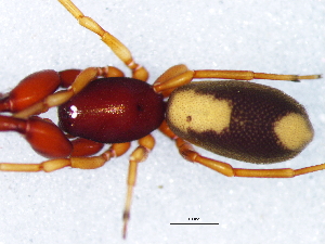  ( - Dipl_NCA_2025_30_F)  @11 [ ] Creative Commons  Attribution Share-Alike (by-sa) (2025) Charles Haddad University of the Free State