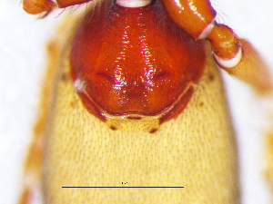  ( - Dipl_NCA_2025_30_F)  @11 [ ] Creative Commons  Attribution Share-Alike (by-sa) (2025) Charles Haddad University of the Free State