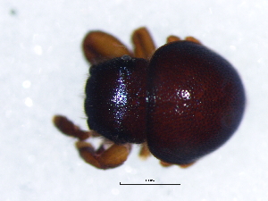  (Pachyballus miniscutulus - Pami_NCA_2025_37_M)  @11 [ ] Creative Commons  Attribution Share-Alike (by-sa) (2025) Charles Haddad University of the Free State
