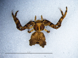  (Phrynarachne melloleitoai - Phme_NCA_2025_54_F)  @11 [ ] Creative Commons  Attribution Share-Alike (by-sa) (2025) Charles Haddad University of the Free State