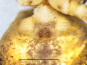  ( - Phme_NCA_2025_54_F)  @11 [ ] Creative Commons  Attribution Share-Alike (by-sa) (2025) Charles Haddad University of the Free State