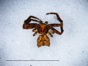  ( - Phme_NCA_2025_54_M)  @11 [ ] Creative Commons  Attribution Share-Alike (by-sa) (2025) Charles Haddad University of the Free State