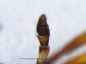  ( - Phme_NCA_2025_54_M)  @11 [ ] Creative Commons  Attribution Share-Alike (by-sa) (2025) Charles Haddad University of the Free State