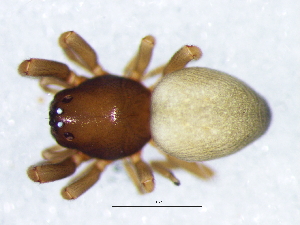  ( - Trty_NCA_2025_57_F)  @11 [ ] Creative Commons  Attribution Share-Alike (by-sa) (2025) Charles Haddad University of the Free State