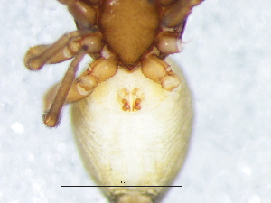  ( - Trty_NCA_2025_57_F)  @11 [ ] Creative Commons  Attribution Share-Alike (by-sa) (2025) Charles Haddad University of the Free State