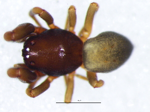  (Trachecymbius - Trty_NCA_2025_57_M)  @11 [ ] Creative Commons  Attribution Share-Alike (by-sa) (2025) Charles Haddad University of the Free State