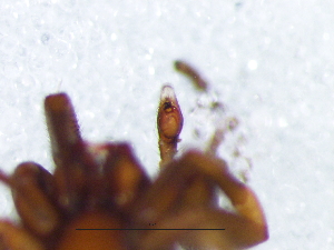  ( - Trty_NCA_2025_57_M)  @11 [ ] Creative Commons  Attribution Share-Alike (by-sa) (2025) Charles Haddad University of the Free State