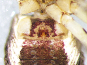  ( - Phio_NCA_2025_66_F)  @11 [ ] Creative Commons  Attribution Share-Alike (by-sa) (2025) Charles Haddad University of the Free State