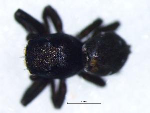  ( - Hepr_NMBA_19982_M)  @11 [ ] Creative Commons  Attribution Share-Alike (by-sa) (2025) Charles Haddad University of the Free State