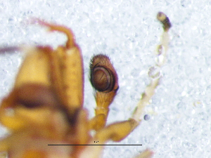  ( - Myki_NMBA_19998_M)  @11 [ ] Creative Commons  Attribution Share-Alike (by-sa) (2025) Charles Haddad University of the Free State