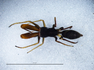  ( - Mylu_NMBA_19999_M1)  @11 [ ] Creative Commons  Attribution Share-Alike (by-sa) (2025) Charles Haddad University of the Free State