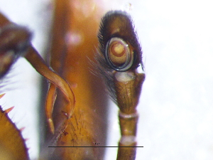  ( - Mylu_NMBA_19999_M1)  @11 [ ] Creative Commons  Attribution Share-Alike (by-sa) (2025) Charles Haddad University of the Free State