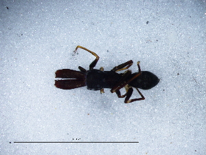  ( - Mylu_NMBA_19999_M2)  @11 [ ] Creative Commons  Attribution Share-Alike (by-sa) (2025) Charles Haddad University of the Free State