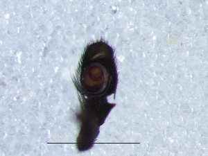  ( - Mylu_NMBA_19999_M2)  @11 [ ] Creative Commons  Attribution Share-Alike (by-sa) (2025) Charles Haddad University of the Free State