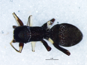  ( - Myla_NMBA_20001_F1)  @11 [ ] Creative Commons  Attribution Share-Alike (by-sa) (2025) Charles Haddad University of the Free State