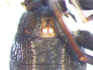  ( - Myla_NMBA_20001_F1)  @11 [ ] Creative Commons  Attribution Share-Alike (by-sa) (2025) Charles Haddad University of the Free State