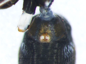  ( - Myla_NMBA_20001_F2)  @11 [ ] Creative Commons  Attribution Share-Alike (by-sa) (2025) Charles Haddad University of the Free State